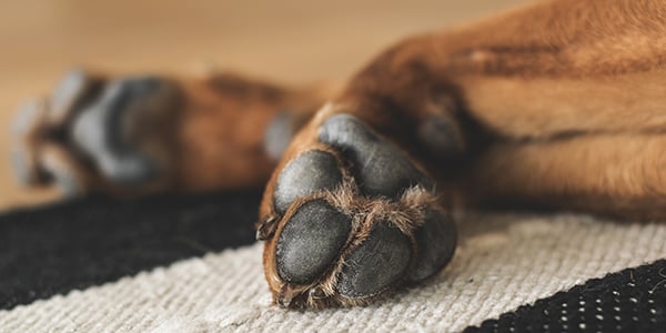 How to Properly Care for Your Dog s Paw Pads Preventive Vet